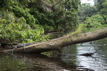 American Crocodile on a trunk Tortuguero Costa Rica