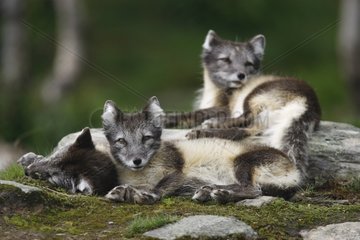 Polar foxes to rest Norway