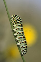 Raupe des Swallowtail -Schmetterlings Frankreich