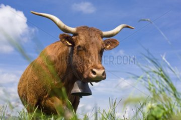 Portrait of a Salers cow in a meadow Cantal France