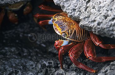 Sally lightfoot crab under a rock Plaza Sur Island Galapagos