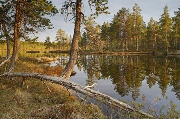 Peat bog on the lake bank Finland