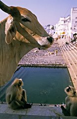 Langurs and sacred cow overhanging a pool Pushkar India