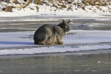 Canada Lynx on the ice in the United States