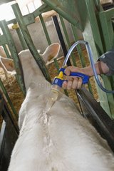 Applying a pest on the back of a charolais cow