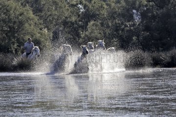 Gardian rider leading horses in the water Camargue France