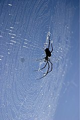 Araignée géante à toile dorée au centre de sa toile Mayotte