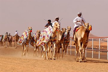 Ausbildung der Vereinigten Arabischen Emirate Rasse Dromadaries