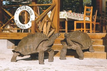 Aldabra Turtles vor einem Haus in Aldabra Seychellen