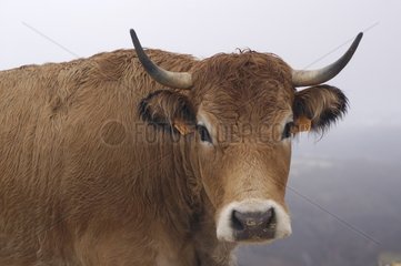 Portrait de Vache Aubrac