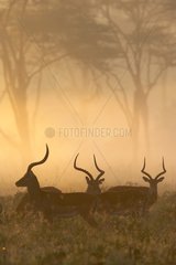 Impalas Masai Marareserves Kenia