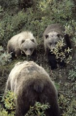 Female Brown bear digging up roots and bear cubs observing