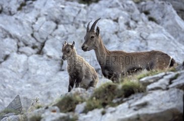 Femelle Ibex with its young Haute-Savoie France