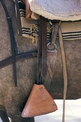 Strap and Harness for Horse Chile