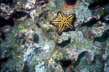 Chocolate-chip sea star on a coral reef Galapagos