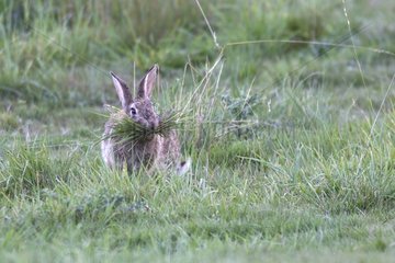 Wilde Kaninchenfrau  das das Gras Frankreich trägt