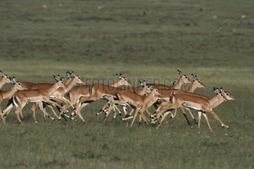 Impalas running in the reserve of Masaï Mara Kenya