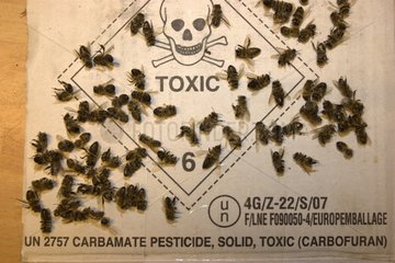 Tote Bienen auf einem Etikett für gefährliches Schornsteinprodukt Frankreich