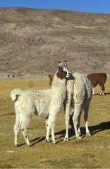 Deux lamas au pâturage Bolivie
