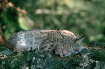 Lynx boréal jeune dormant