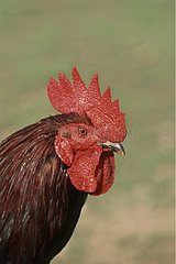 Farm Rooster Porträt Frankreich