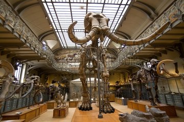 Mammot -Skelett im Natural History Museum Paris