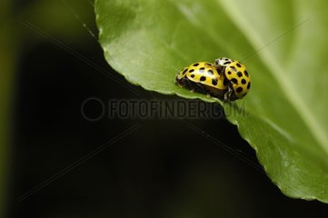 Coupling of yellow ladybirds on a sheet France