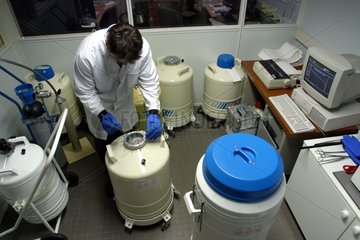 Zone de cryogénisation d'embryons de souris de laboratoire