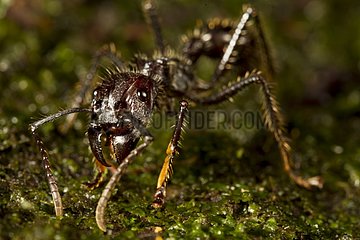 Bullet ant undergrowth - Barro Colorado Panama