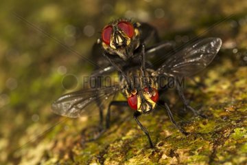 Tachinid flies mating - Barro Colorado Panama