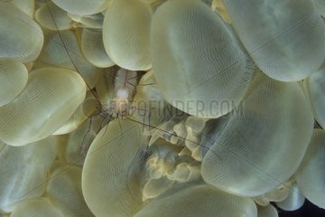 Coral shrimp in a bubble coral Bali Indonesia