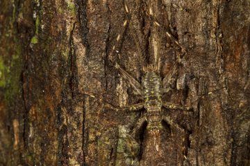 Tropical cricket on bark - Barro Colorado Panama