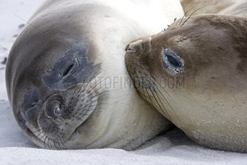 Two Northern elephant seals hugging in Falkland Islands