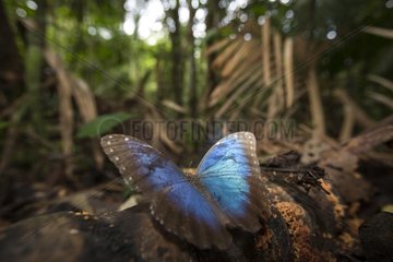 Blue morpho undergrowth - Barro Colorado Panama