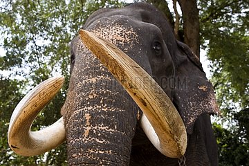 Slashed eyes Asian Elephant due bad treatment Sri Lanka
