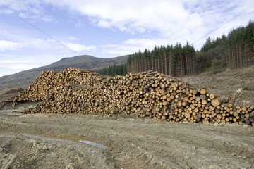 Logs stacked ready for transportation Argyll Forest Scotland