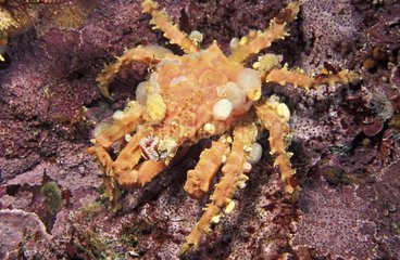 Moss Crab with symbiotic Bryozoans and Sponges