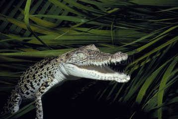 Junges Marine -Krokodil versteckt Adelaide River Australia NT