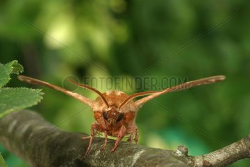 Sphinx of the lime on a branch in June France