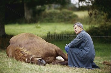 Veterinarian feeling ill horse pulse Finistère