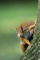 Portrait of a Red Squirrel on a tree trunk Germany