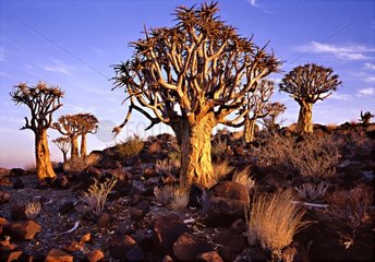 Quiver trees at sunrise Namibia