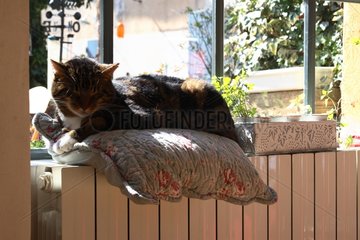 MÃ¤nnliche Katze schlÃ¤ft auf einem KÃ¼hler in einer KÃ¼che Frankreich