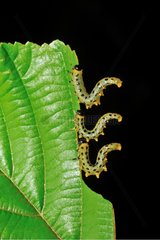 Sawflies caterpillars eating a leaf Touraine France