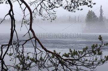Pallasjarvi Lake in fog Ounastunturi Finland