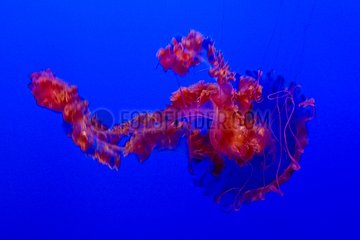 Jellyfish Monterey Bay Aquarium California USA
