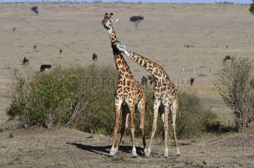 Fights male giraffes Masaï Mara Kenya