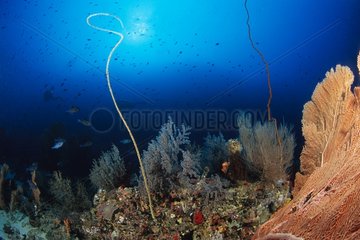 Riese Gorgonian Sea -Fans und Spiraldrahtkorallen Malediven