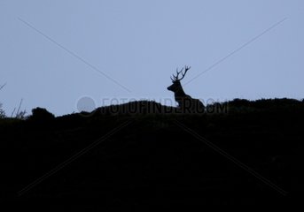 Red Deer at dusk Combe de l'A Valais Suisse