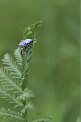 Cerulean Chafer Beetle on leave France